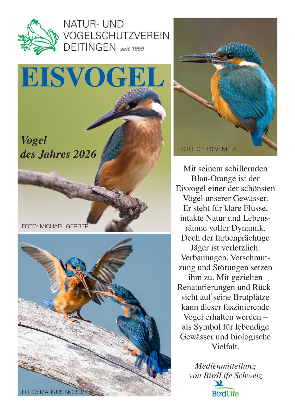 EISVOGEL 2026 1