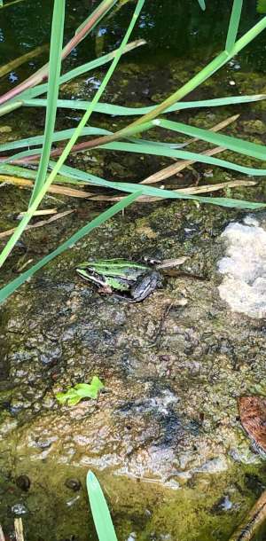 wasserfrosch