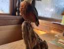 0 eisvogel
