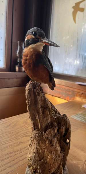 0 eisvogel